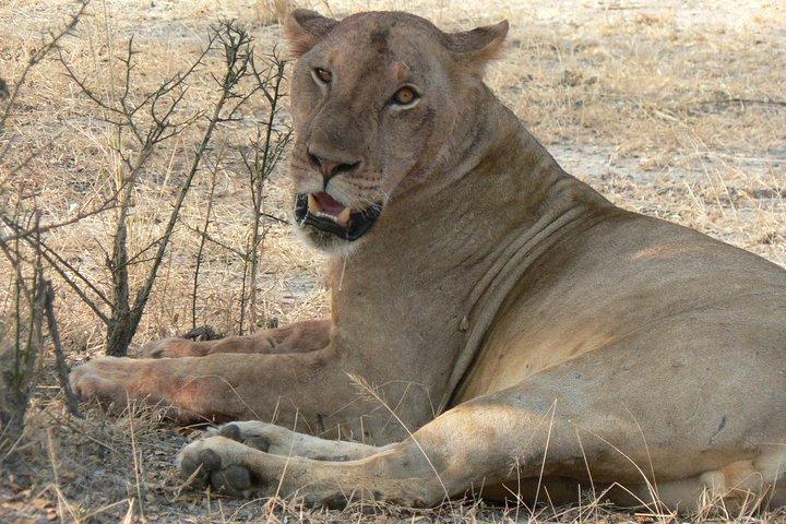 5 Days Safari to Selous & Mikumi