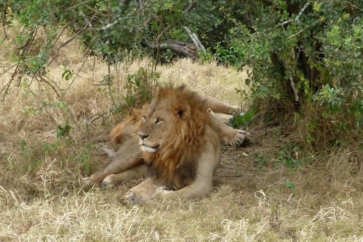 Day trip to Lake Nakuru National Park