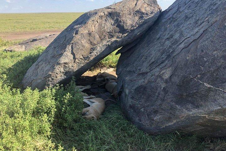 5 Days Tanzania Safari - Migration and Big 5 Safaris