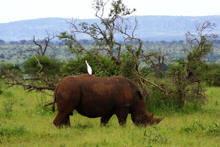 Kruger Park 2-day Safari from Maputo (Open-backed Safari Vehicle)