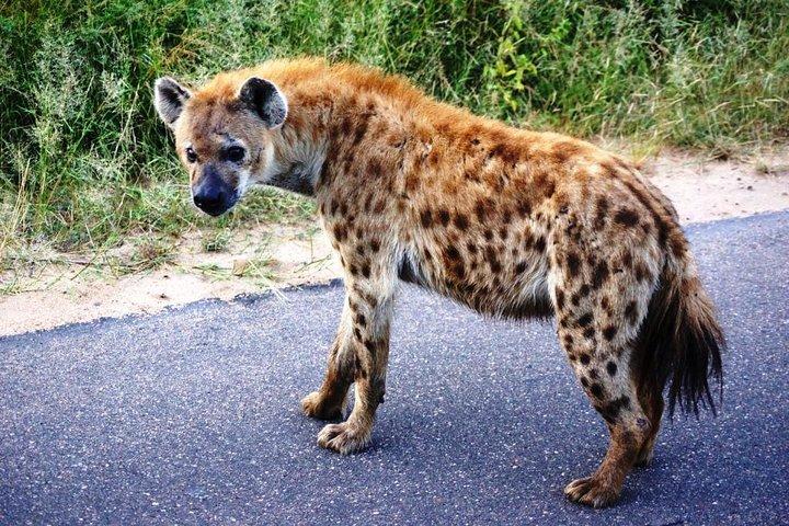 Kruger Park 2-day Safari from Maputo (Open-backed Safari Vehicle)