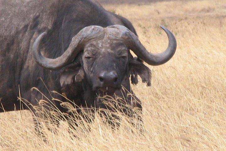 4 Day Joined Group Safari Ngorongoro, Manyara,Tarangire and Arusha National Park
