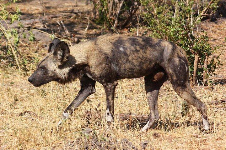 3 Day Private Lodge Safari in Ngorongoro, Lake Manyara, Tarangire National Park