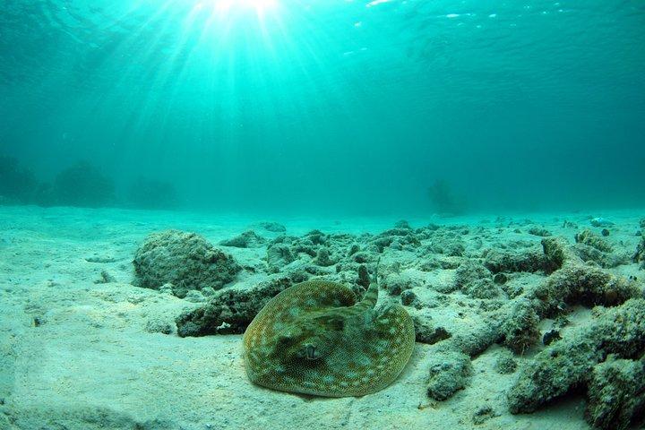 Cancun Best Deal 3x1: Snorkeling, Zip Lines & Rappel