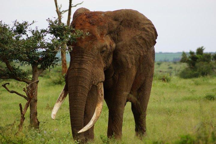 Kruger Park 2-day Safari from Maputo (Open-backed Safari Vehicle)