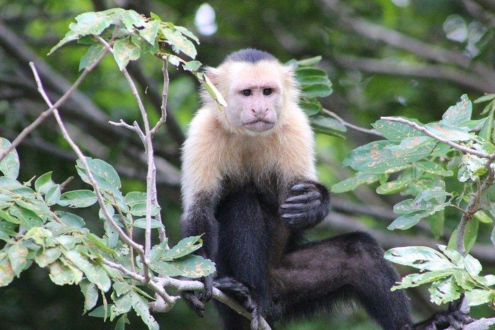 Wildlife Tour at Palo Verde National Park