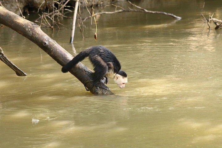Wildlife Tour at Palo Verde National Park