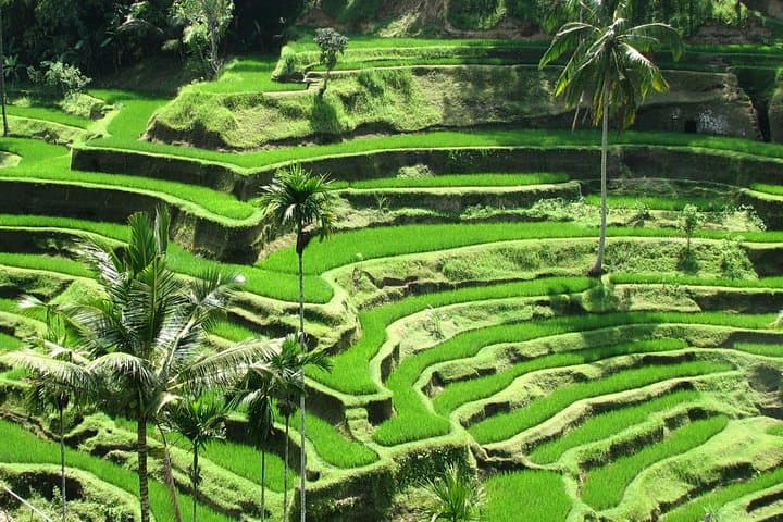 Best Of Ubud Tours