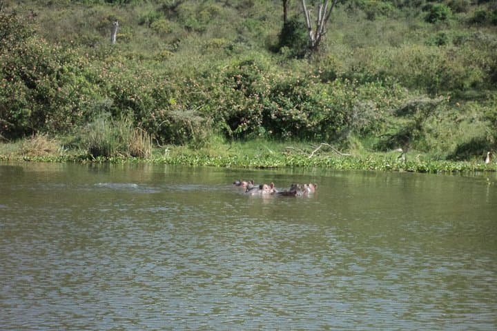 Lake Naivasha day tour including the crescent island