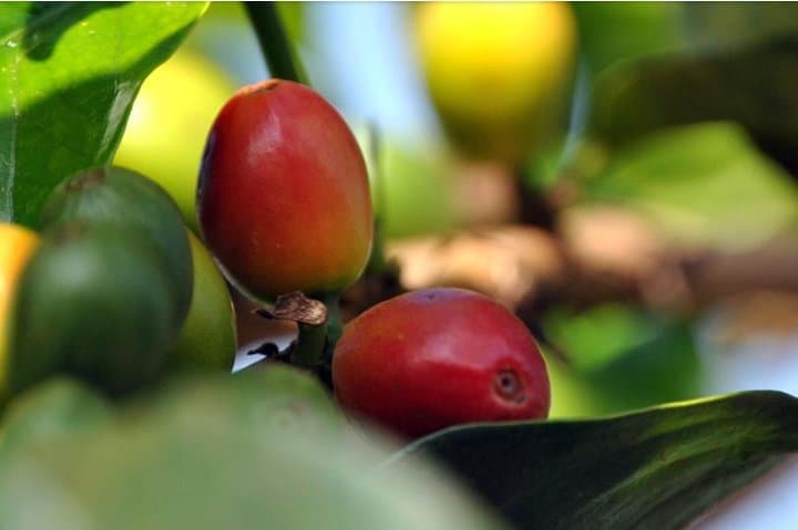 Nairobi Coffee Farm and Factory Tour