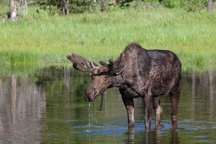 Half-Day Wildlife Safari Tour in Grand Teton National Park