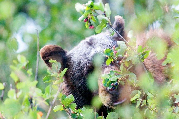 Half-Day Wildlife Safari Tour in Grand Teton National Park