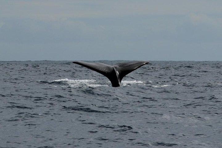 Costa Adeje : Cetacean sighting in Tenerife South