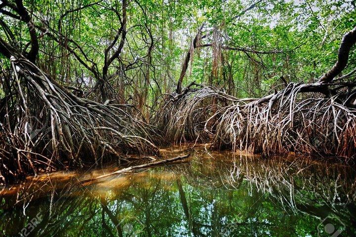 Day Tour Of Gall with Mangrove Safari From Negombo & Colombo