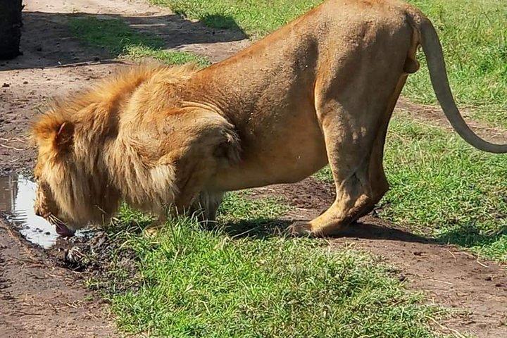 4 Days Masai Mara & L. Nakuru National Park Experience