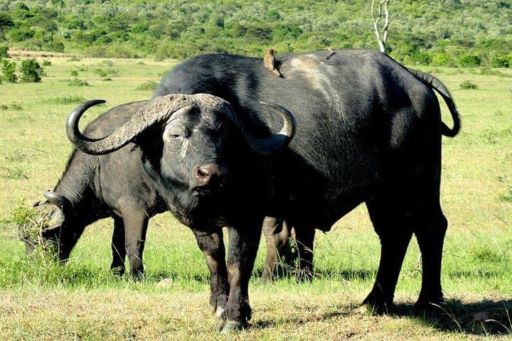 3 Days In Masai Mara