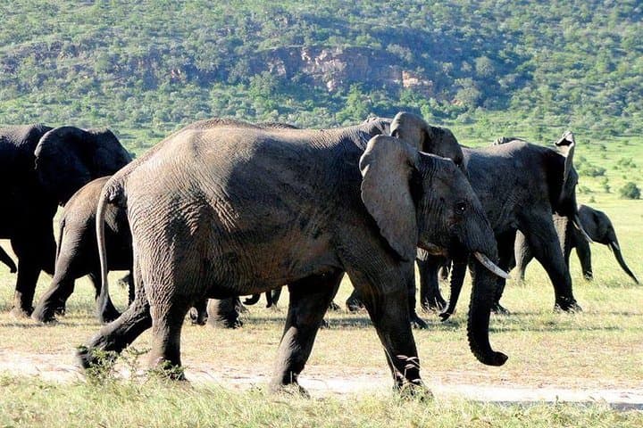 3 Days In Masai Mara