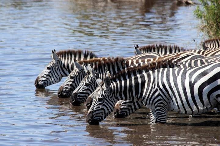 3 Days In Masai Mara