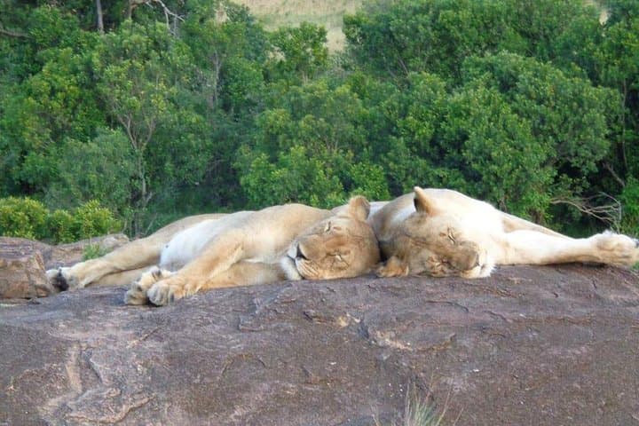 3 Days In Masai Mara