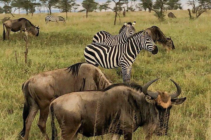 7 days lodge safaris