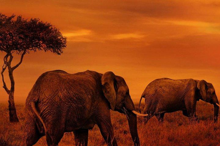 6 Days lodge safaris