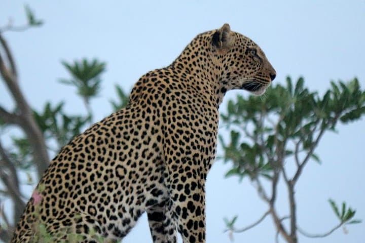 3-Day Maasai Mara Guided Safari From Nairobi
