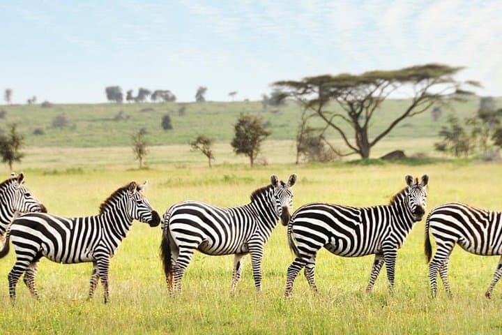 3-Day Maasai Mara Guided Safari From Nairobi