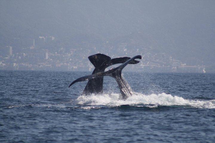 Small-Group Half-Day Whale-Watching Tour in Puerto Vallarta