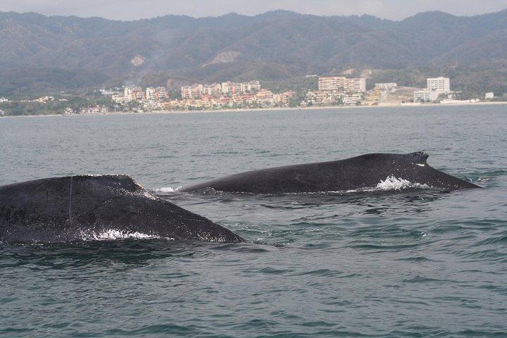 Small-Group Half-Day Whale-Watching Tour in Puerto Vallarta