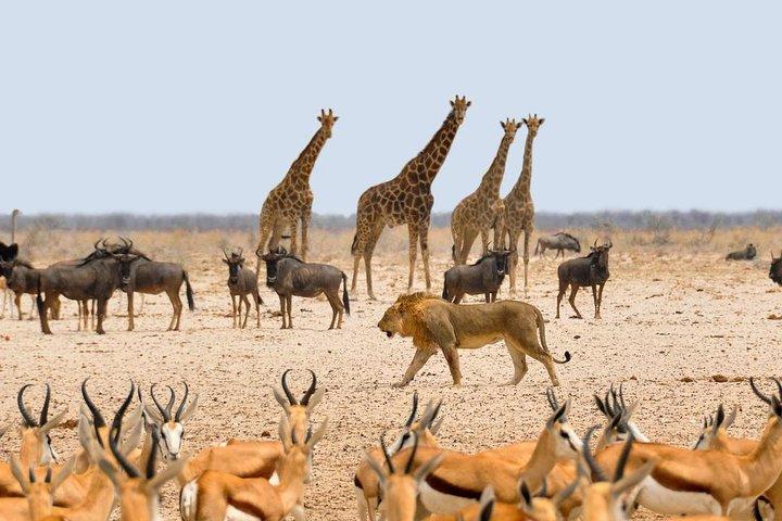 Nairobi National Park Game drive 6.a.m to 12 noon