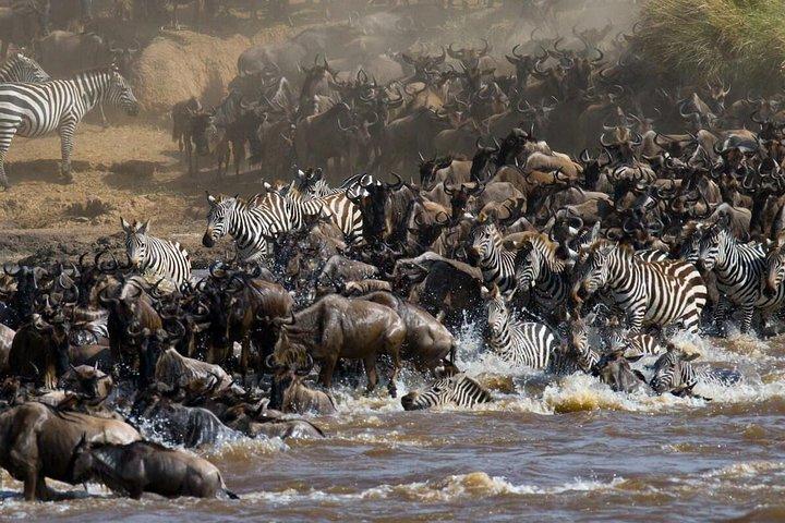 4 Days Masai Mara & L. Nakuru National Park Experience