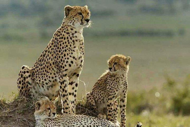 4 Days Masai Mara & L. Nakuru National Park Experience