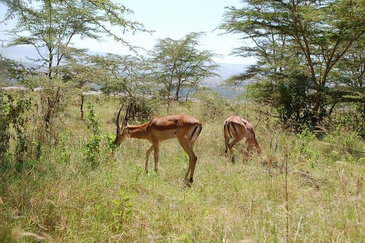 12 Days Best Of Kenya Tanzania Safari