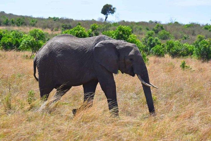 12 Days Best Of Kenya Tanzania Safari