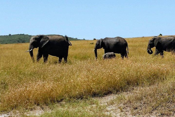 12 Days Best Of Kenya Tanzania Safari