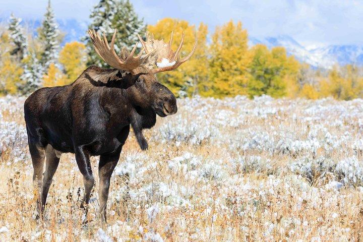 Half Day Grand Teton Wildlife Safari Tour