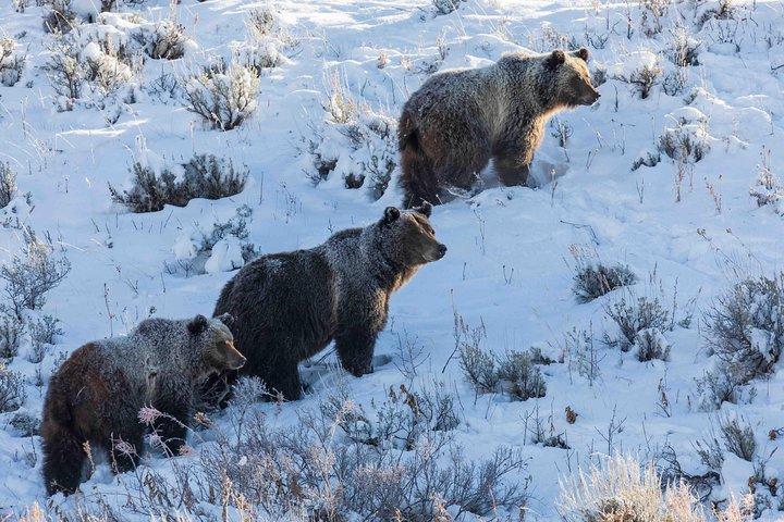 Half Day Grand Teton Wildlife Safari Tour