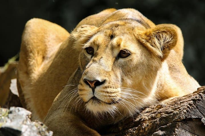 Half Day Nairobi Tour/nairobi Park/elephant/giraffe Centre