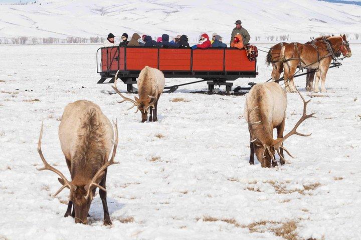 Best of Jackson Hole Wildlife Safari Tour