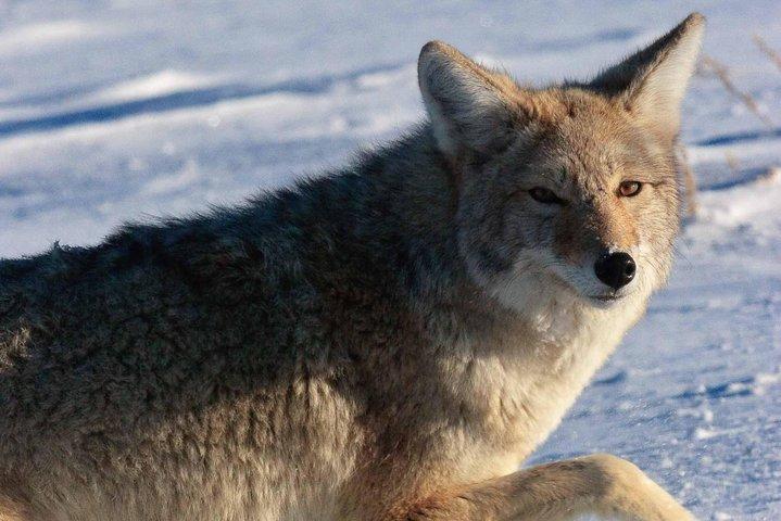 Best of Jackson Hole Wildlife Private Safari Tour