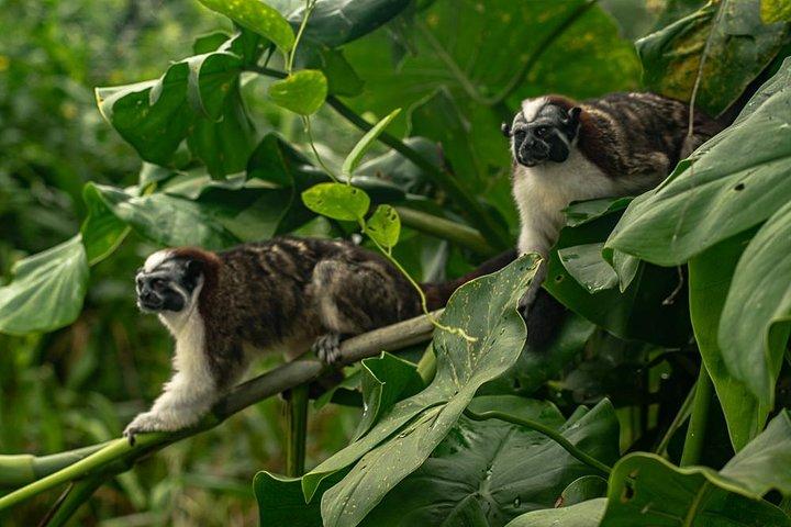 Monkey & Sloth Panama Canal Boat Safari with Casco Viejo Brunch