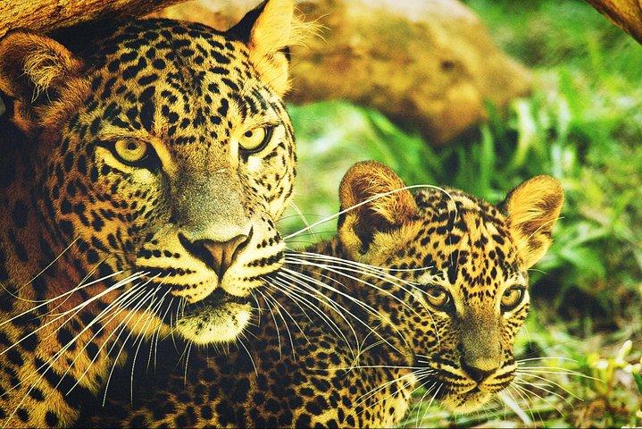 All in one Sri lanka 7nights 8 days for couple price