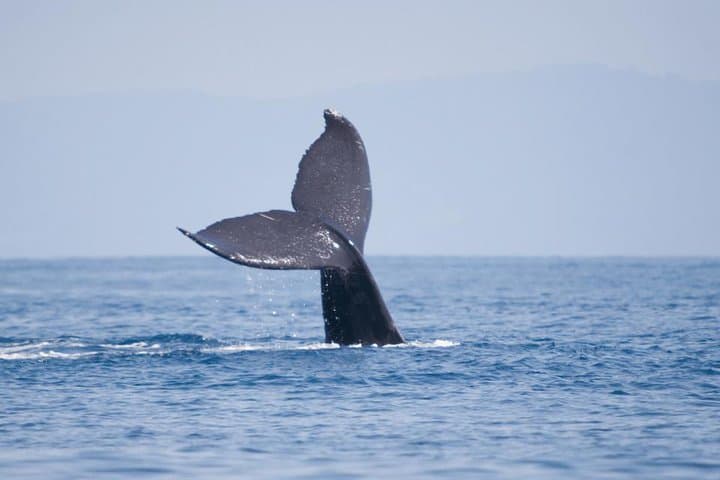 Whale Watching In Hermanus Plus Wine Tasting Tour From Cape Town