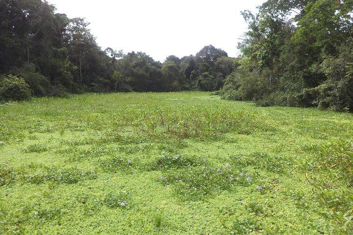 Discover the Amazon for 3 Days 2 Nights