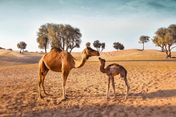 Royal Private Desert Safari - Exclusive SUV