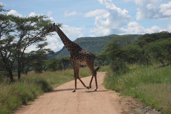 7 - Days Fascinating Tanzania Safari