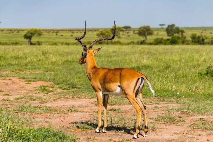 7 Days Amboseli National park and Maasai Mara Safari