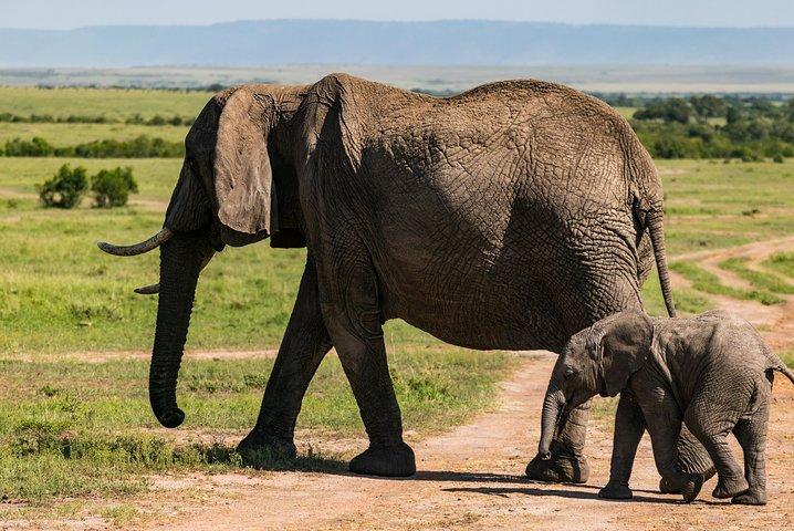 7 Days Amboseli National park and Maasai Mara Safari