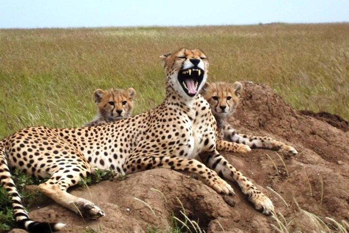 4 Day Tanzania Luxury Safari