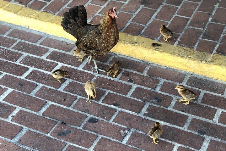 Southernmost Key West History and Culture Small-Group Walking Tour